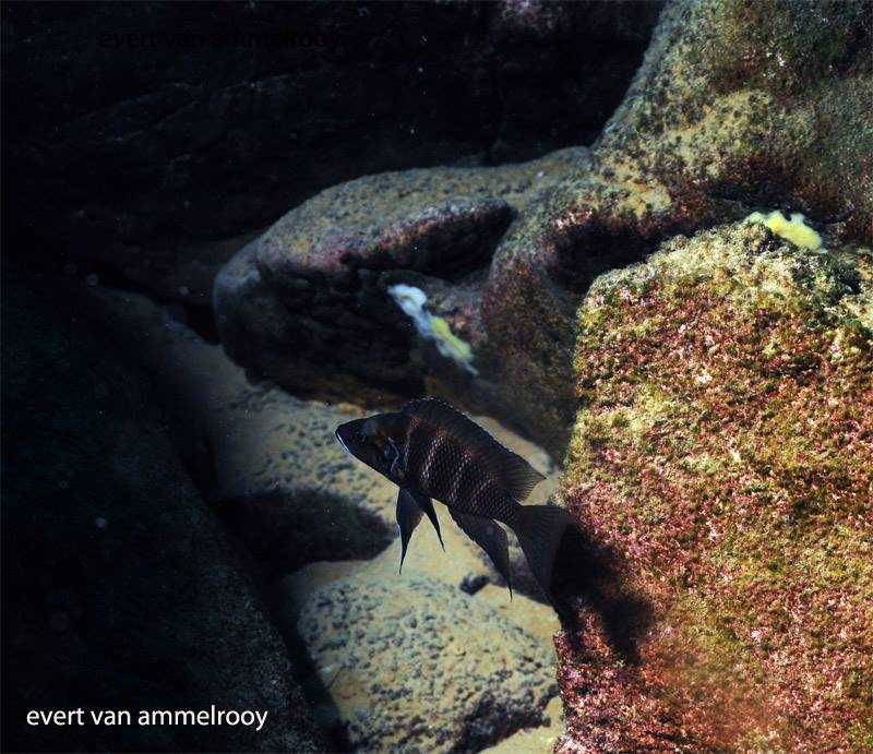 Neolamprologus savoryi 'Mahale Mountains NP'